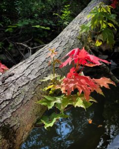 Colorful leaves growing from log